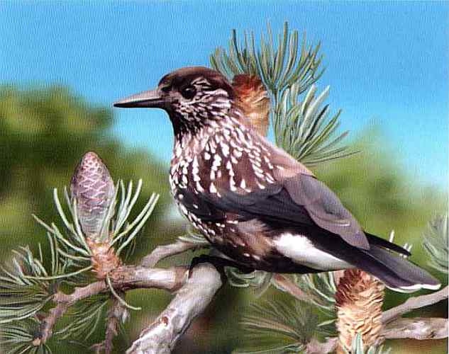 Иллюстрация к книге — Заповедники России [i_033.jpg]