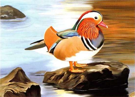 Иллюстрация к книге — Заповедники России [i_055.jpg]