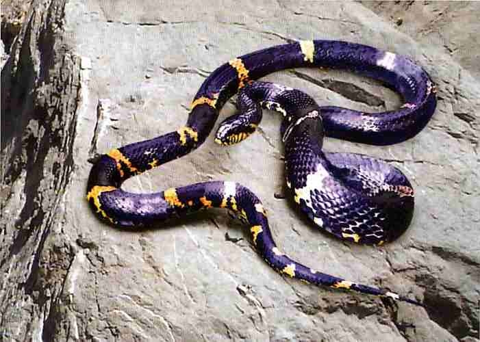 Иллюстрация к книге — Заповедники России [i_056.jpg]