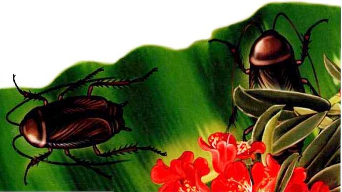 Иллюстрация к книге — Жуки и другие удивительные насекомые [i_005.jpg]