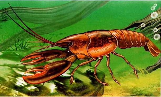 Иллюстрация к книге — Жуки и другие удивительные насекомые [i_007.jpg]