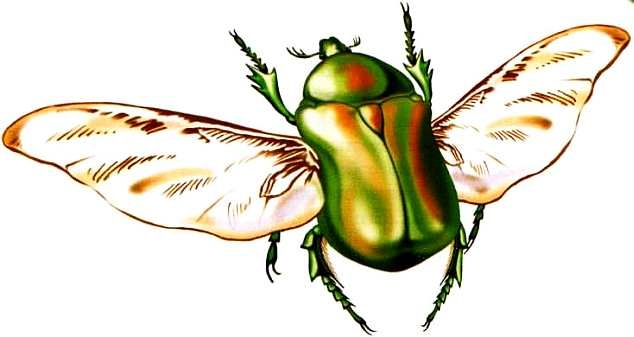 Иллюстрация к книге — Жуки и другие удивительные насекомые [i_010.jpg]