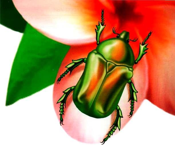 Иллюстрация к книге — Жуки и другие удивительные насекомые [i_011.jpg]