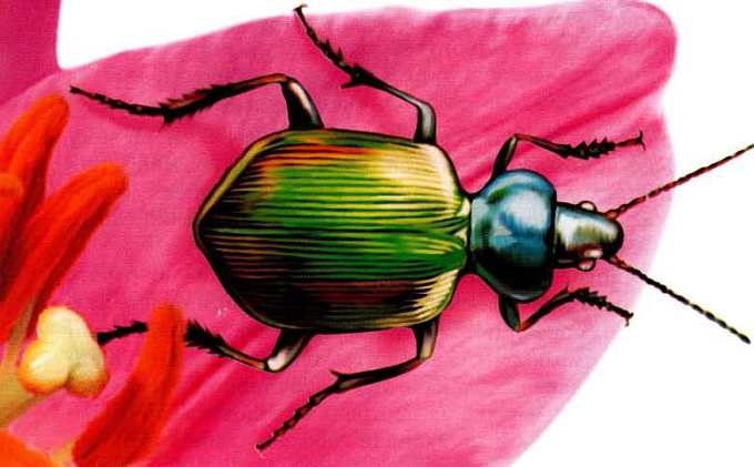 Иллюстрация к книге — Жуки и другие удивительные насекомые [i_012.jpg]