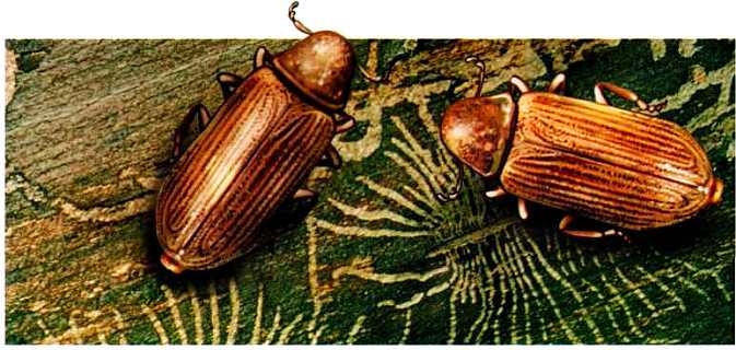 Иллюстрация к книге — Жуки и другие удивительные насекомые [i_014.jpg]