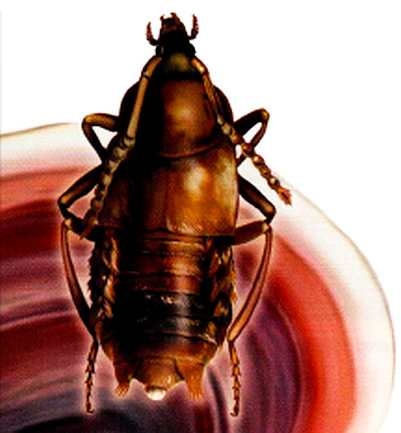 Иллюстрация к книге — Жуки и другие удивительные насекомые [i_015.jpg]