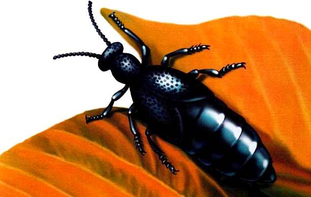 Иллюстрация к книге — Жуки и другие удивительные насекомые [i_017.jpg]