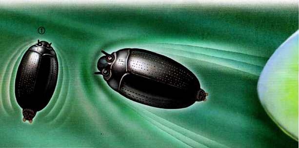 Иллюстрация к книге — Жуки и другие удивительные насекомые [i_019.jpg]