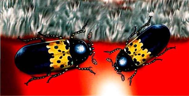 Иллюстрация к книге — Жуки и другие удивительные насекомые [i_021.jpg]