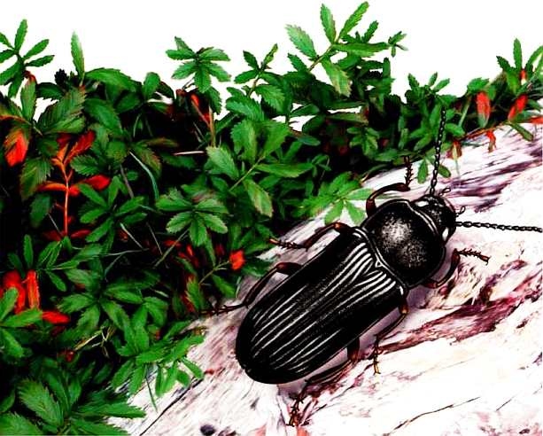 Иллюстрация к книге — Жуки и другие удивительные насекомые [i_022.jpg]