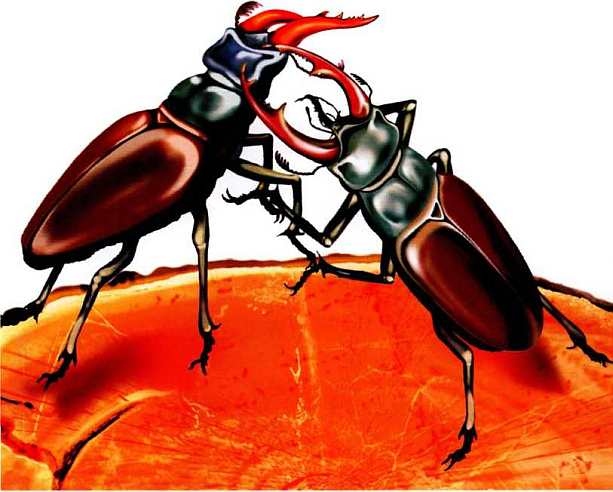 Иллюстрация к книге — Жуки и другие удивительные насекомые [i_027.jpg]