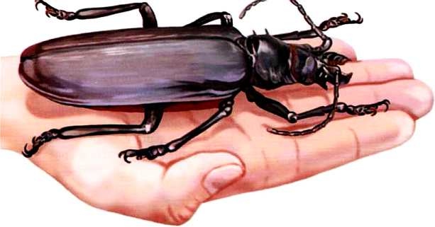 Иллюстрация к книге — Жуки и другие удивительные насекомые [i_028.jpg]