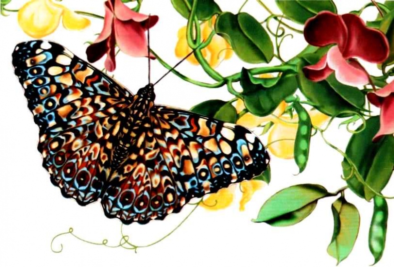 Иллюстрация к книге — Жуки и другие удивительные насекомые [i_033.jpg]