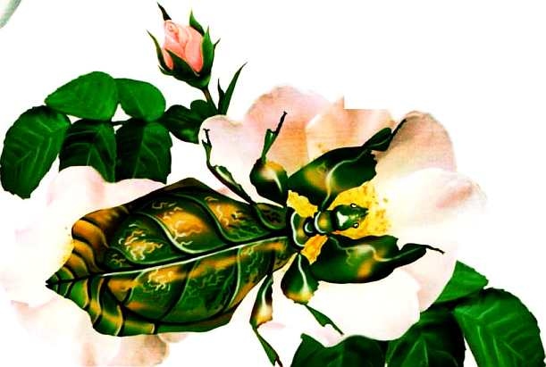 Иллюстрация к книге — Жуки и другие удивительные насекомые [i_037.jpg]