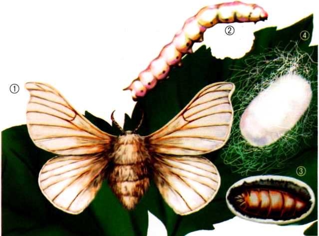 Иллюстрация к книге — Жуки и другие удивительные насекомые [i_038.jpg]