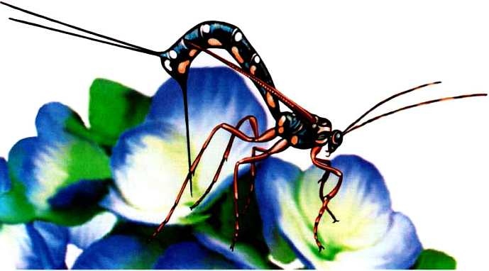 Иллюстрация к книге — Жуки и другие удивительные насекомые [i_041.jpg]