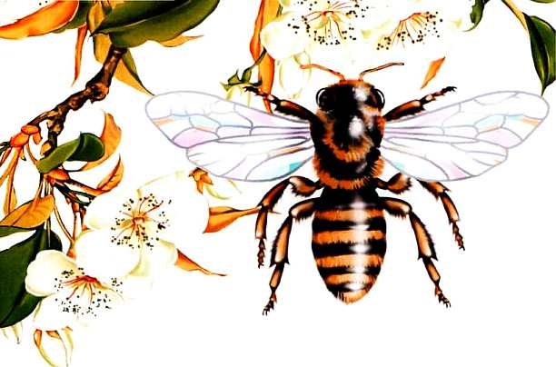 Иллюстрация к книге — Жуки и другие удивительные насекомые [i_042.jpg]