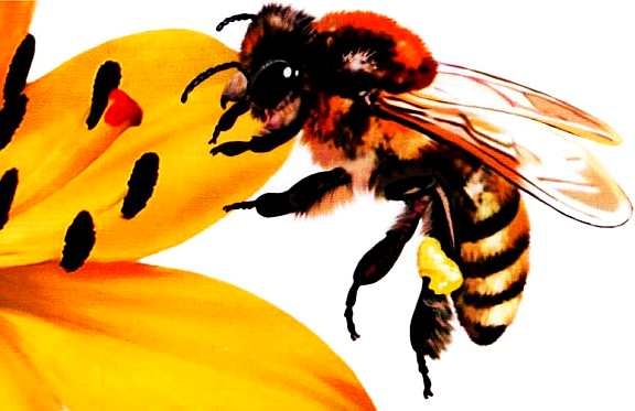 Иллюстрация к книге — Жуки и другие удивительные насекомые [i_044.jpg]