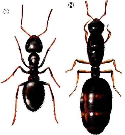 Иллюстрация к книге — Жуки и другие удивительные насекомые [i_047.jpg]