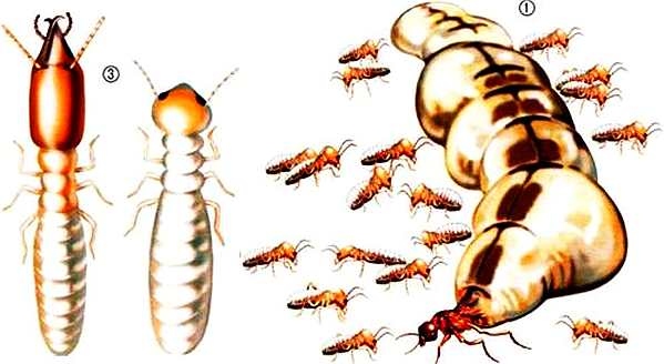 Иллюстрация к книге — Жуки и другие удивительные насекомые [i_052.jpg]