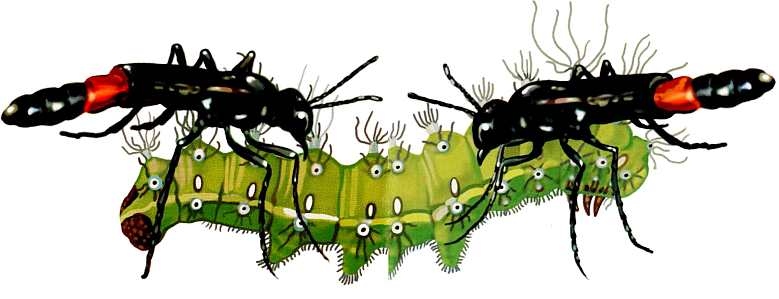 Иллюстрация к книге — Жуки и другие удивительные насекомые [i_053.jpg]