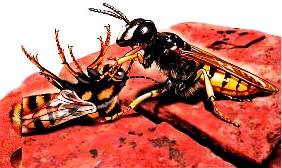 Иллюстрация к книге — Жуки и другие удивительные насекомые [i_056.jpg]