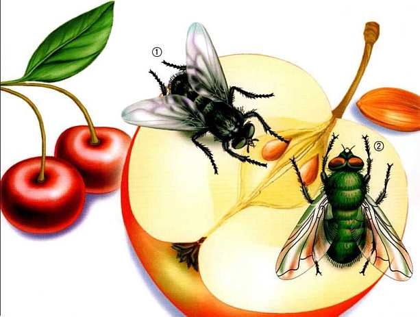 Иллюстрация к книге — Жуки и другие удивительные насекомые [i_062.jpg]