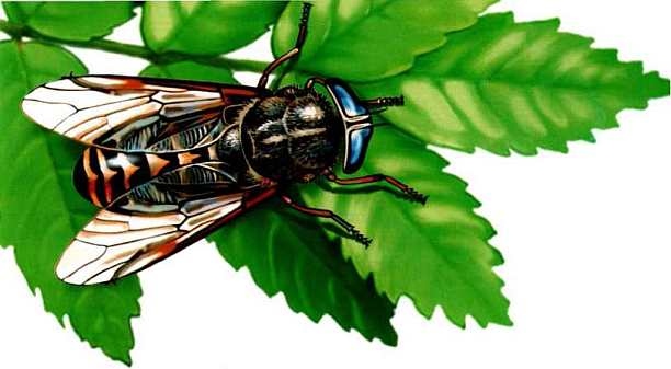 Иллюстрация к книге — Жуки и другие удивительные насекомые [i_065.jpg]