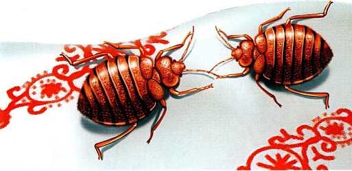 Иллюстрация к книге — Жуки и другие удивительные насекомые [i_070.jpg]