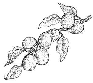 Иллюстрация к книге — Южные помидоры. Рассказы о доме с синей дверью и черешневом компоте [i_003.jpg]