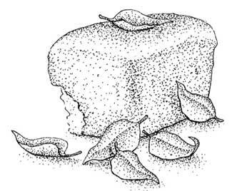 Иллюстрация к книге — Южные помидоры. Рассказы о доме с синей дверью и черешневом компоте [i_008.jpg]