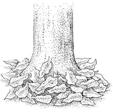 Иллюстрация к книге — Южные помидоры. Рассказы о доме с синей дверью и черешневом компоте [i_028.jpg]