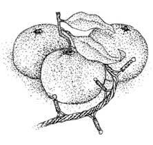 Иллюстрация к книге — Южные помидоры. Рассказы о доме с синей дверью и черешневом компоте [i_034.jpg]