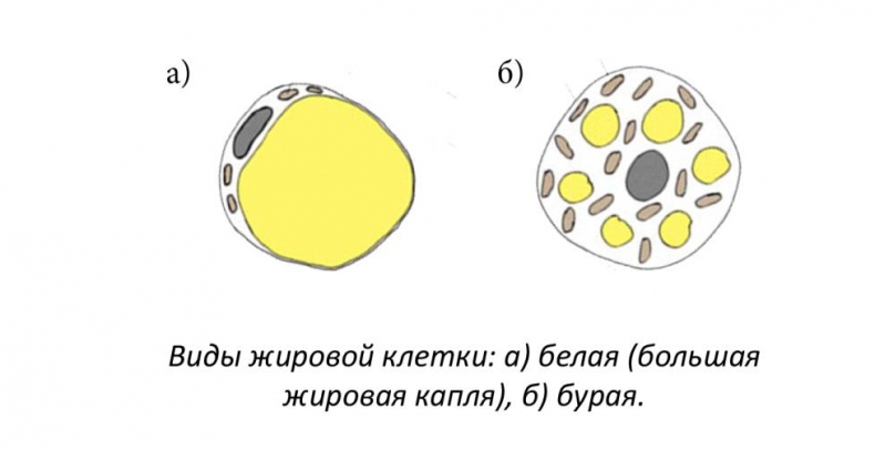 Иллюстрация к книге — Все, что нужно знать об ожирении для эффективного похудения [_0.jpg]
