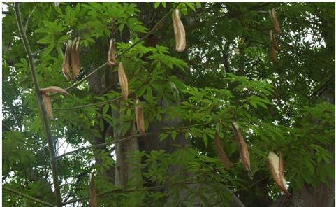 Иллюстрация к книге — Флаги мира. Большая иллюстрированная энциклопедия [i_287.jpg]