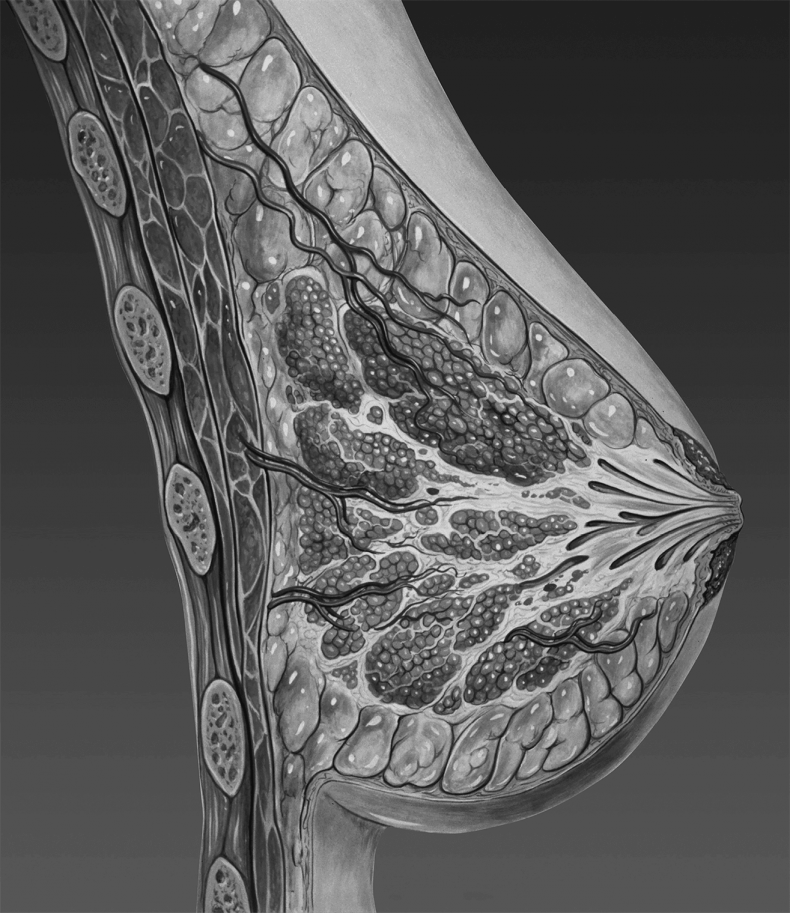 Иллюстрация к книге — Грудь. Руководство пользователя [i_001.jpg]