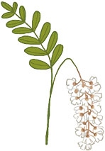 Иллюстрация к книге — Мой блокнот. Сила растений [i_173.jpg]