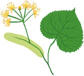 Иллюстрация к книге — Мой блокнот. Сила растений [i_174.jpg]