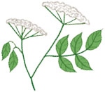 Иллюстрация к книге — Мой блокнот. Сила растений [i_196.jpg]