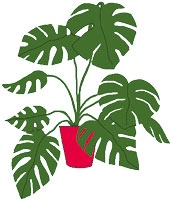 Иллюстрация к книге — Мой блокнот. Сила растений [i_218.jpg]