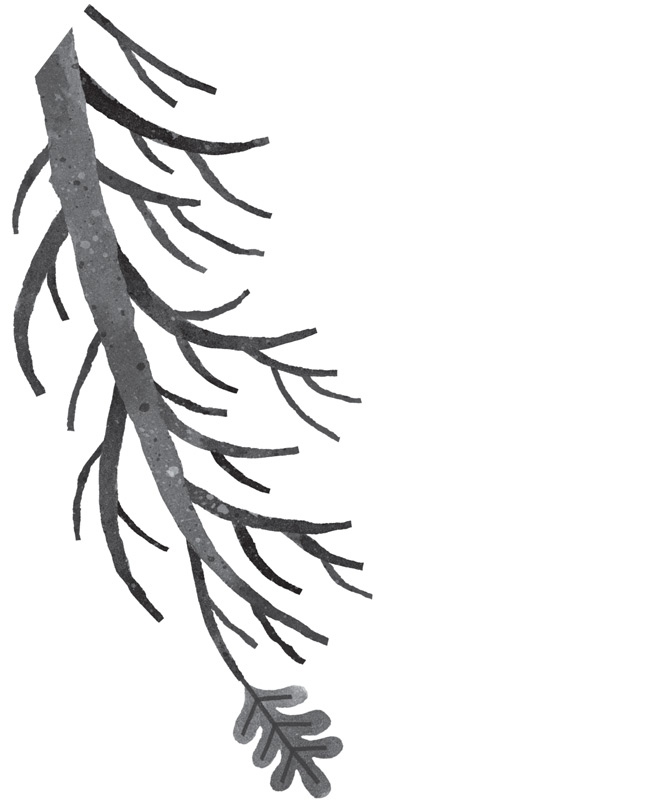 Иллюстрация к книге — Дикий Робот [i_042.jpg]