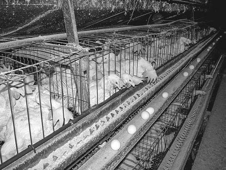 Иллюстрация к книге — Выжить в пандемию [i_004.jpg]