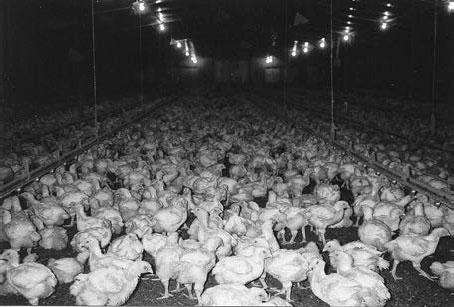 Иллюстрация к книге — Выжить в пандемию [i_006.jpg]