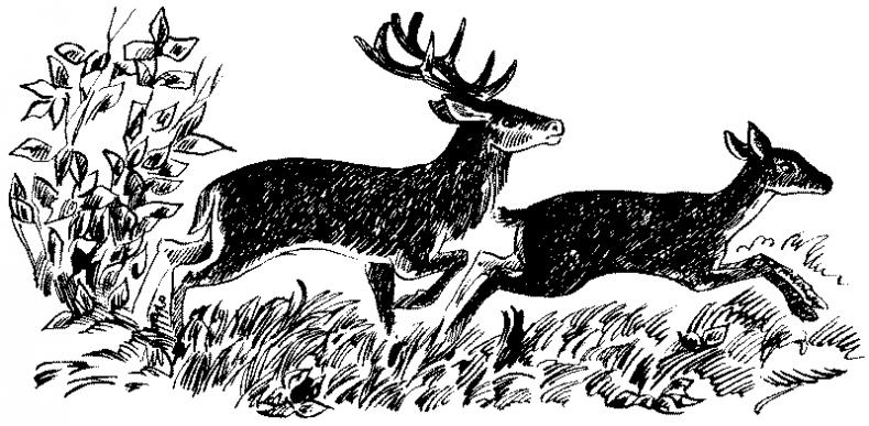 Иллюстрация к книге — Долгая ночь [i_007.jpg]