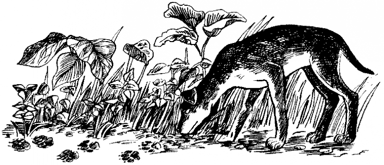 Иллюстрация к книге — Долгая ночь [i_015.jpg]