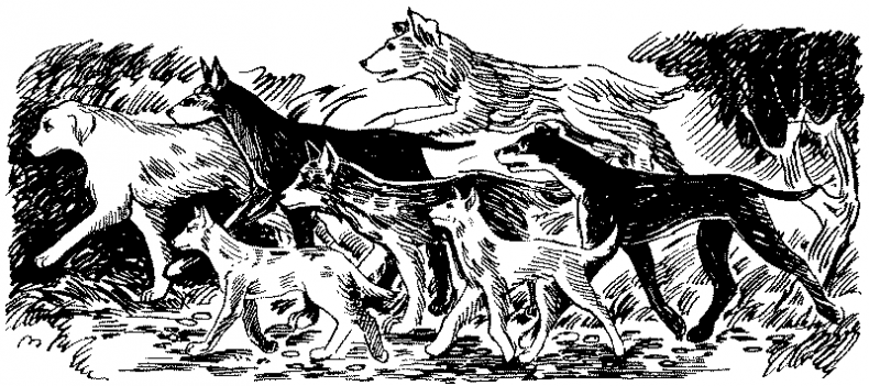 Иллюстрация к книге — Долгая ночь [i_017.jpg]