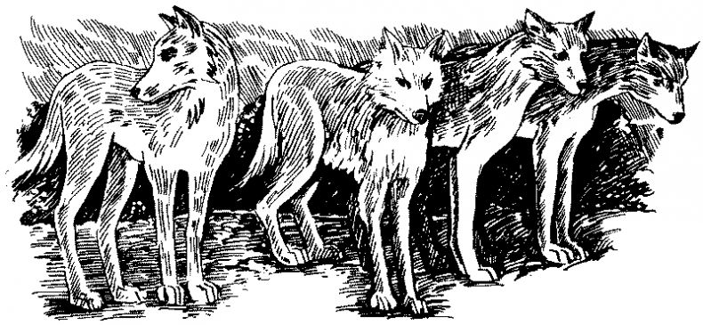 Иллюстрация к книге — Долгая ночь [i_024.jpg]