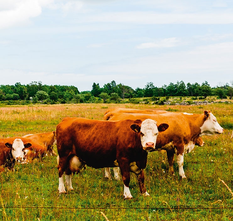 Иллюстрация к книге — Lagom. Секрет шведского благополучия [i_059.jpg]