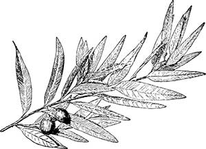 Иллюстрация к книге — Латынь по-пацански. Прохладные римские истории [i_049.jpg]