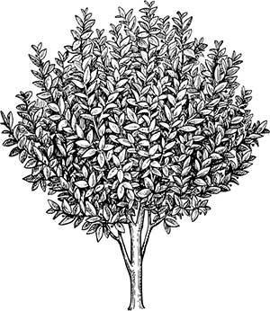 Иллюстрация к книге — Латынь по-пацански. Прохладные римские истории [i_165.jpg]